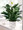 Our creamy white ceramic planter holds an elegant peace lily plant. Planter is simply enriched by a white ribbon bow bearing words of "comfort". Dark green leaves offer a calm background for the white candle-like blooms of this easy to care for plant.