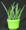 Aloe vera has been used to treat various skin conditions such as cuts, burns and eczema. It is alleged that sap from Aloe vera eases pain and reduces inflammation. This plant is also decorative and comes in a ceramic pot.
