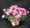 Send a Spring like Azalea to brighten up the home. Flowering azaleas in white, pale pink, variegated pink and white and red are available.