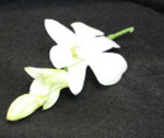 White Dendrobium orchid boutonniere. So people say button hole.Add bow of your choice, to make a simple corsage please specify.