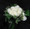 Creamy white roses from our Eco supplier Denmar. The aspidistra leave look like ribbons as they circle the bouquet. Delivery to Toronto, Thornhill, Markham, Aurora, Richmondhill, North York and the GTA.