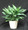 Aglaonema plants are great for low light areas. They help clean the air in the office or home. leaf markins green, light green, yellowish gold and silver.