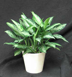 Aglaonema  Aroid family  send plant Toronto  Aglaonema house plant