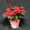 The perfect 6 inch Poinsettia, in a wicker basket with a bow and Dog wood. Ontario Poinsettias, grown with pride by Canadian growers in the Golden Horseshoe.