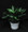 Aglaonemas grow in low light and help clean the household air. One of the10 plants NASA has found to clean your air. This plant is in the Aroid family. Aglaonema white rain elite.