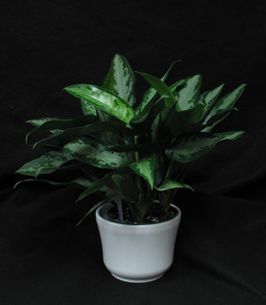  Aglaonema WhiteRain  Aroid Plant Send Aglaonema  Toronto