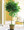 A lovely plant that requires a very BRIGHT location. Best near a South, or a West facing window. In a very hot location you may have to water twice a week. Water well weekly and never let the plant sit in water. Tall plant with small shiny geen leaves. Shaped like a lollipop. Tropical plant.