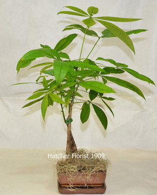 fortune tree new year money tree fortune tree new year money tree