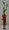 Luck Bamboo in a tall glass vase height is 75 cm. bring luck and good fortune for the New Year and Always. Just add water weekly and some liquid fertilizer once a month.