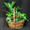 Wicker basket with a selection of tropical and sub tropical foliage plants. We use a flowering kalanchoe and assorted coloured tropical plants in different shades of green.