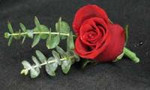 Red rose boutonniere with eucalyptus. For the groom, best man or groom's men. Father's of the bride and groom as well.