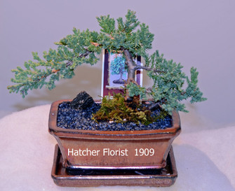 Bonsai Juniper small cascade. great for the beginner. Water every two days, place in a bright location but protected from direct sunlight. Fertilize May to october using 30-30-30 or Schultz liquid.