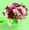 Pale pink spray roses are gently caressed by hot pink roses, burgundy carnations and pink alstroemeria in this sweet bouquet. Held in a clear rectangular glass vase. We use Demar sweetheart roses.