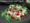 Our famous 70 cm Freedom Roses, by Hosa our Eco supplier. Boxed with Baby breath, and greenery. Packed in water tubes.Or our arrive alive water foam. Anniversary or Valentine flowers by a third generation florist. Valentine red roses. Toronto Valentine florist selling flowers in North York and Toronto since 1909. Anniversary delivery of flowers.