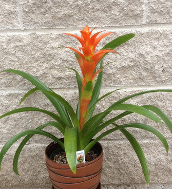 Orange Guzmania Bromeliad a tropical plant that is very long lasting. Always make sure a little water is in the central part of the leaves.