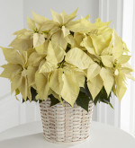 The FTD® White Poinsettia Basket (Large).The elegant winter white poinsettia is a lovely variation to a classic holiday gift. 8 inch plant locally grown and sourced from Niagara Ontario.