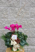Ontario grown Cyclamen plant in a seasonal basket with branches and a bow. Don't forget the pine cones. Sharples Greenhouse grows these lovel plants for all of Ontario. Let our plant people at Hatcher Florist send one for you for Chritmas or you Holiday Season.