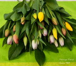 Fantastic Ontario tulips by 24 stems. Mixed coloured tulips grown locally in Beamsville,ON. For best results re-cut the stems and place in cool water, keep the tulips out of direct sunlight, sources of heat, add cold water daily and place in a cool area at night. Tulips will follow sources of light and grow towards the light.
