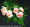 A fragrant flamingo pink rose by Denmar. We sell these by the dozen of any number you desire. These are Sierra Eco roses. We can deliver in Toronto or North York and the GTA. Great for a birthday, anniversay, wedding or graduation.