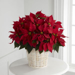 Large Poinsettia in a ten inch pot inside a wicker basket The traditional holiday blooming plant, a Christmas Poinsettia, with its dark leaves and deep red flowers is the perfect gift for family and friends.
For U.S. and Canada deliveries only.  Call our Toronto and North York flower shop to get florist quality plants. We deliver all over the GTA.