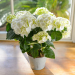 White Flowering Hydrangea