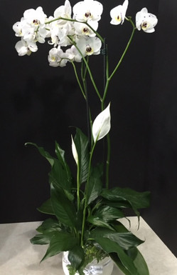 A special Comfort planter with a custom design, each week the plants will vary but we will use white plants.