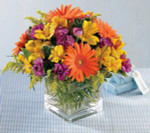 Send greetings for a very Happy Birthday with our gaily colored bouquet. Bright orange Gerbera daisies and purple mini carnations are only slightly subdued by golden alstroemeria and solidago. Arranged in a clear glass cube, each flower delivers a warm and wonderful birthday wish. Let us deliver one today for you.