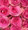 DARK PINK