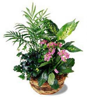 Lush green plants arranged in a natural woven basket and decorated with a raffia bow. Fresh flowers add colour accents. We can vary the colour of the kalanchoe.