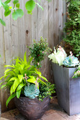 Cool Shade Summer Planters