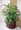 Schefflera Arboricola  are tropical plant will do well in any office or home environment. Place neat a bright window. A great accent for home or office, this lush schefflera grows into a large, bushy plant.