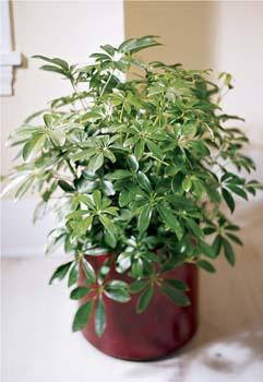 Schefflera Arboricola  are tropical plant will do well in any office or home environment. Place neat a bright window. A great accent for home or office, this lush schefflera grows into a large, bushy plant.