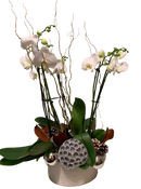 Holiday Orchid Planter