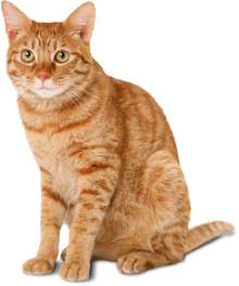 Cat image for test