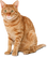Cat image for test