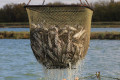 Food Fish Loading Net FFLN-36