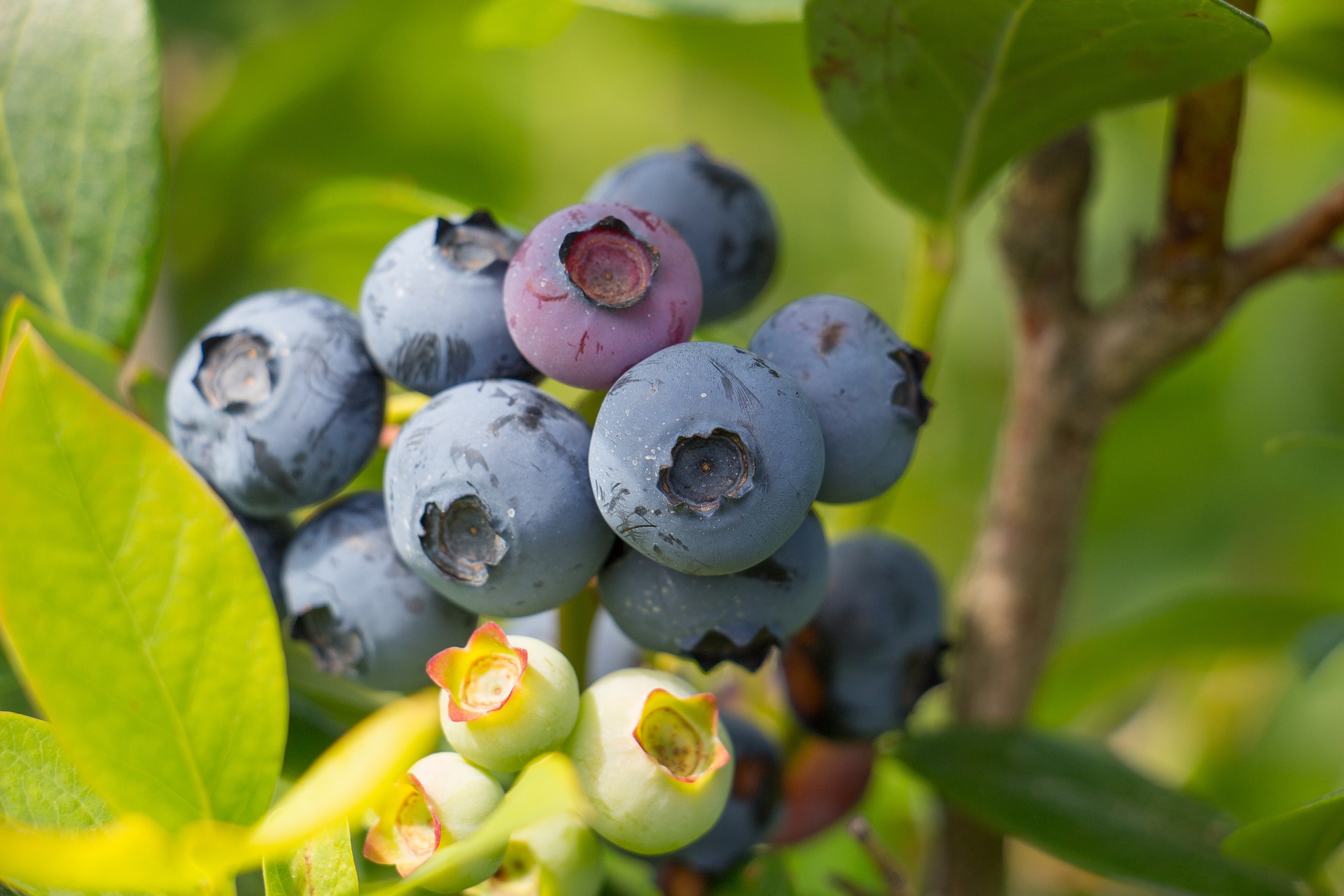 How To Protect Blueberry Crops