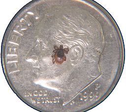 deer-tick-on-a-dime.jpg deer-tick-on-a-dime.jpg