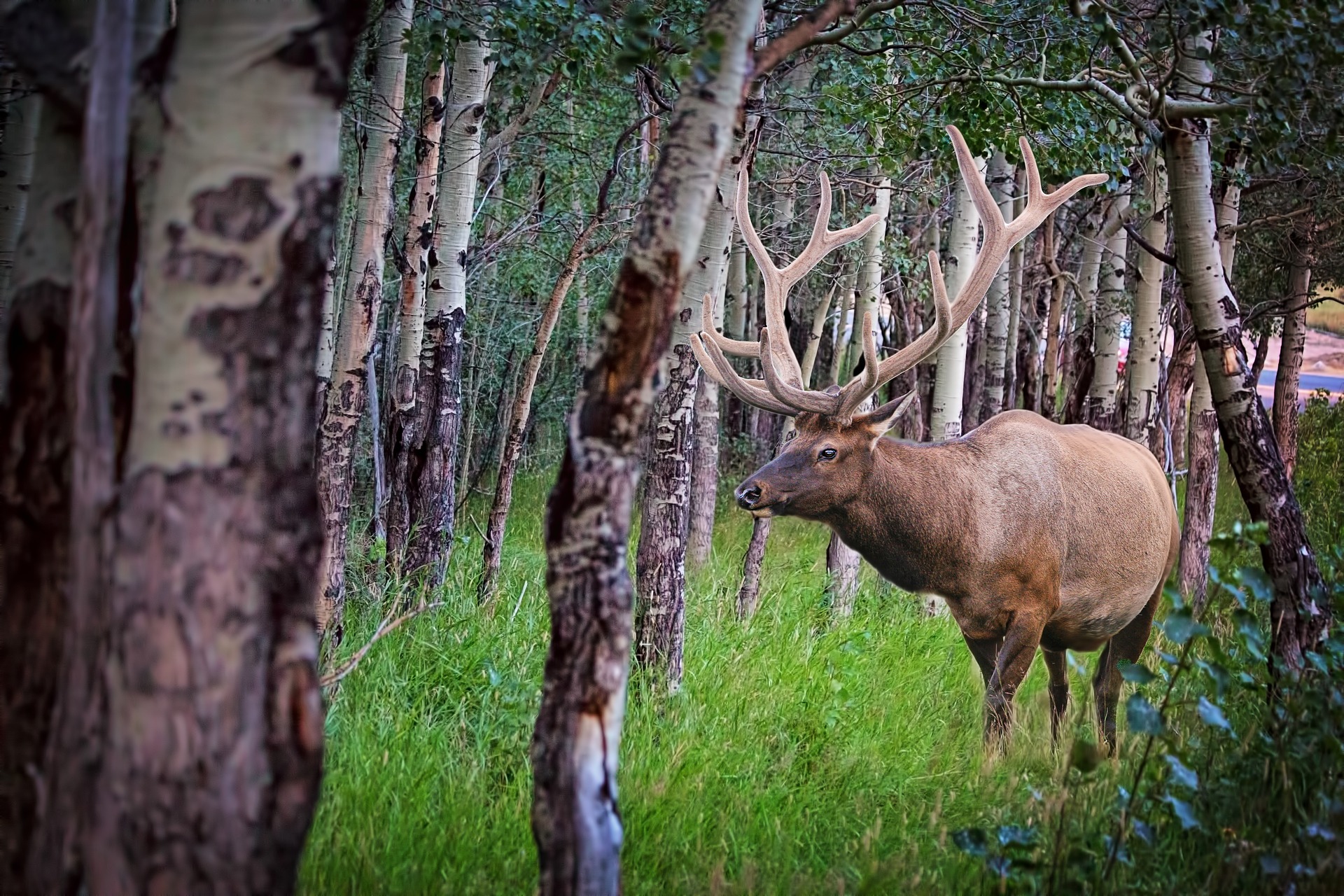 Elk Herds In California? Here's a Management Plan