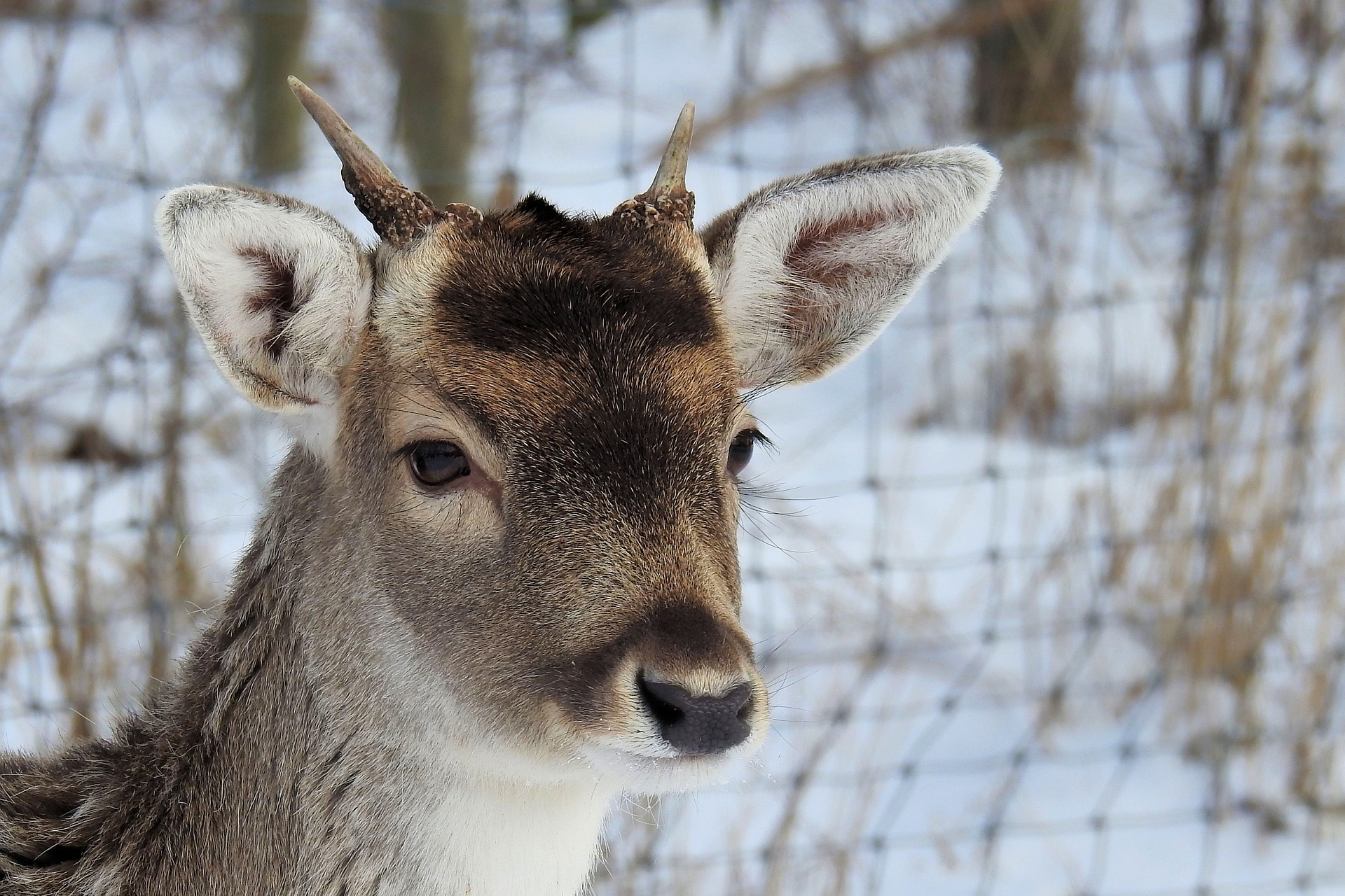 How Do Deer Handle Cold Weather?