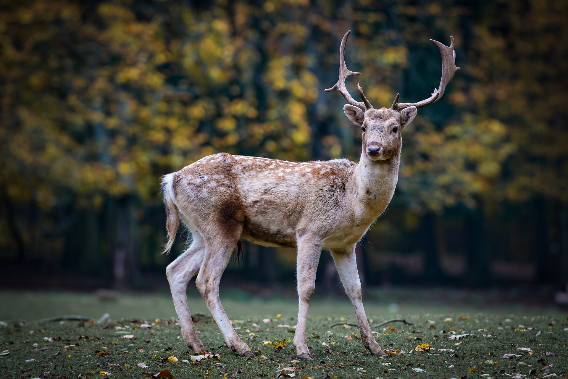 First Frost Halts EHD In Kentucky Deer