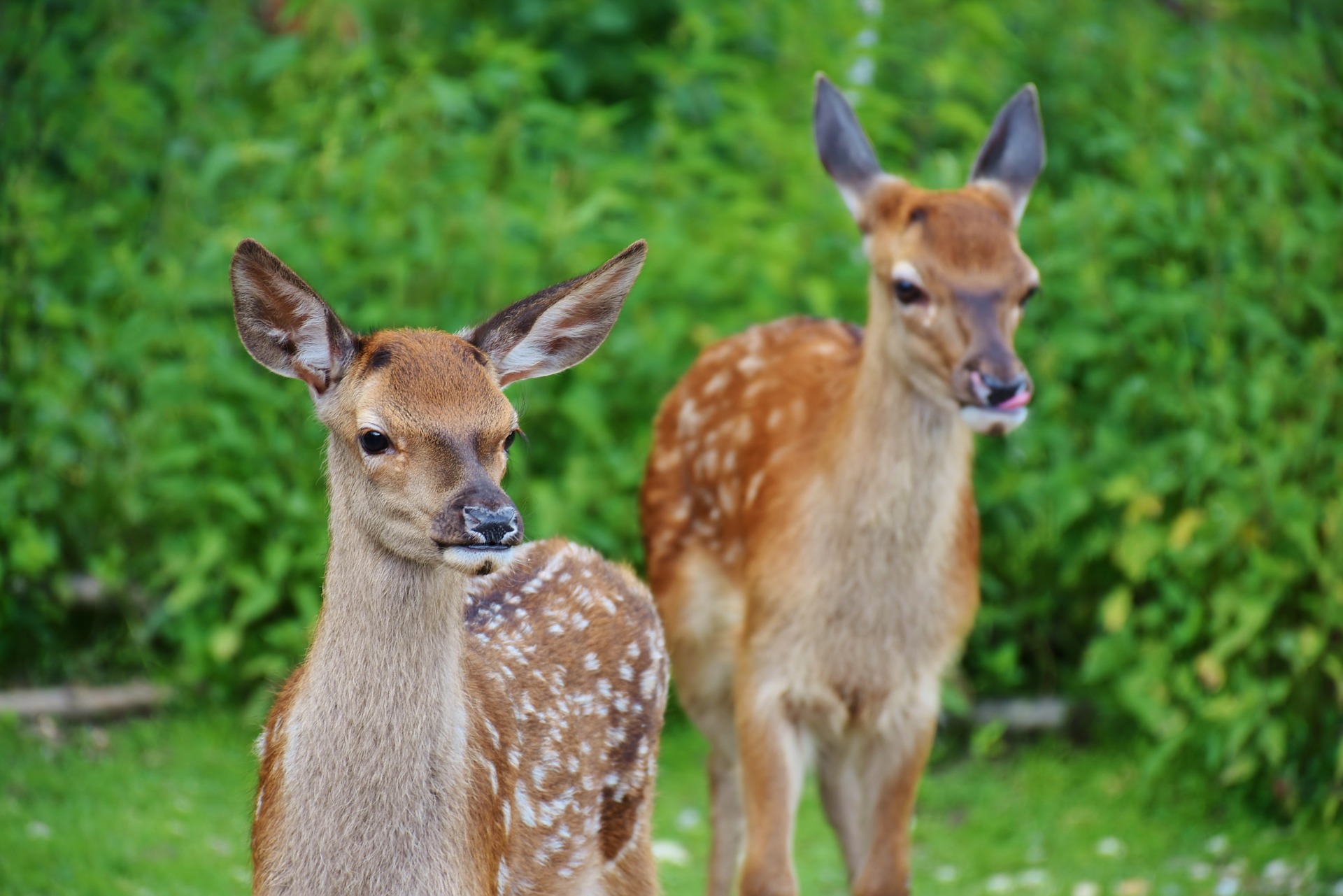 when do deer give birth