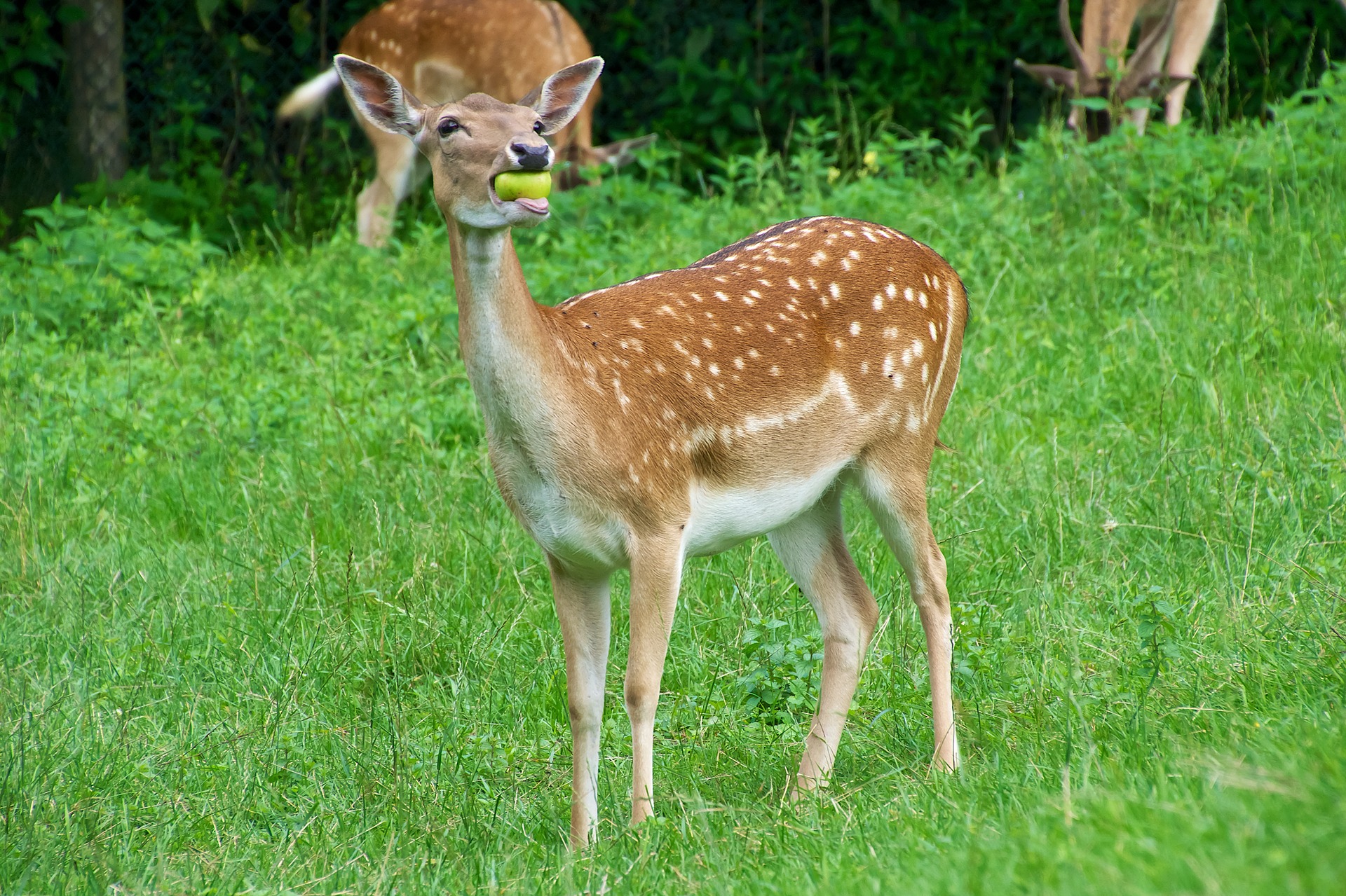 Types of Plants Deer Eat