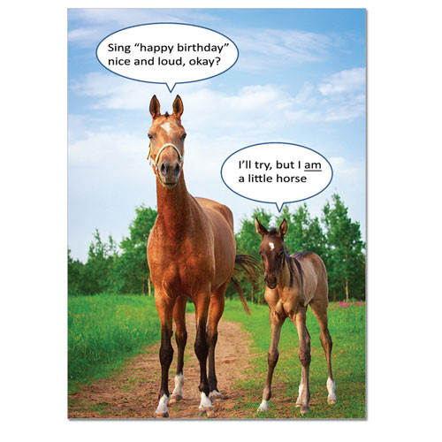 Birthday Card A Little Horse The Stable Door