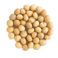 Macadamia 