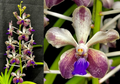 Van. Yen HKN Ng 'J & J Unique Orchids' AM/AOS