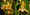 Maxillariella tenuifolia 'Yamada' AM/AOS