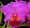 Rhyncholaeliocattleya Memoria Crispin Rosales 'Lu Kang'