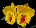 Rhyncholaeliocattleya NP Gold 'Nawapol' 