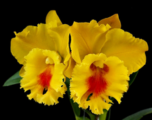 Rhyncholaeliocattleya NP Gold 'Nawapol' 